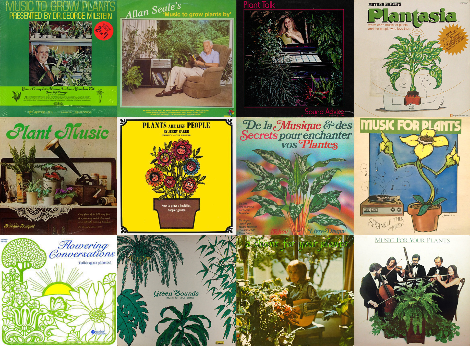 Botanical Rhythms: A Field Guide to Plant Music